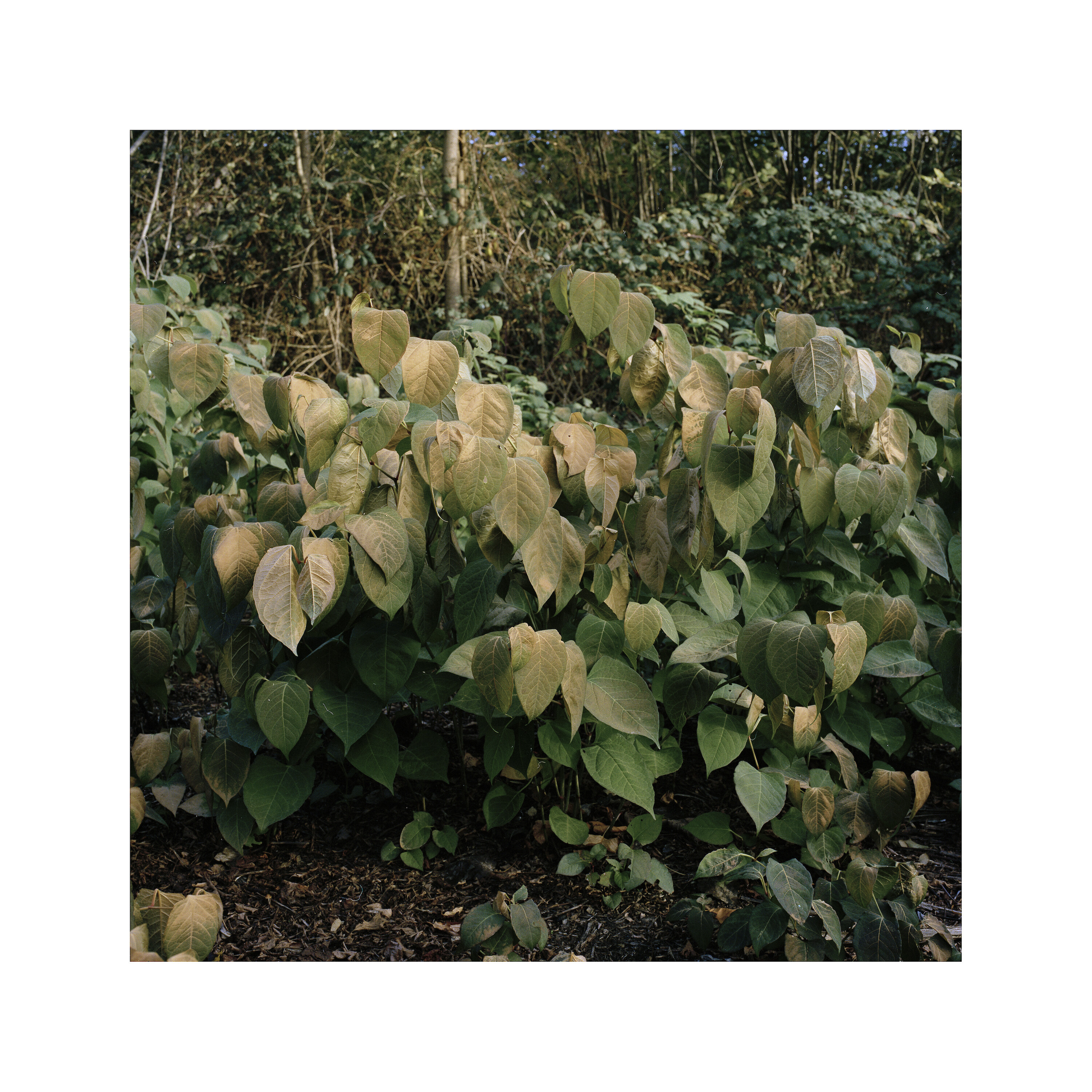 Bildname: rundgagn5-1